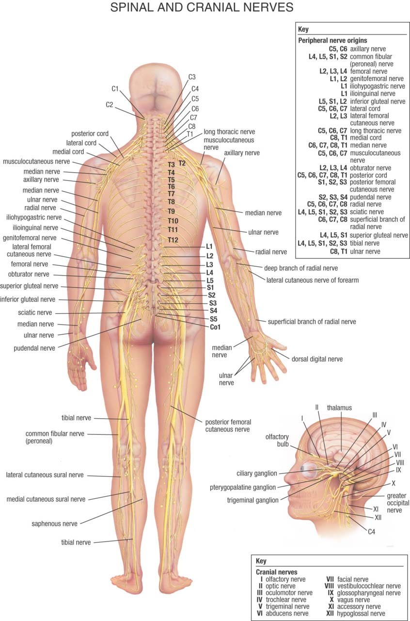 A diagram of Spinal and Cranial Nerves which may be involved in nerve pain